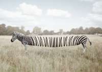Slinky Fella,&nbsp;художник&nbsp;Исмаил&nbsp;Зулькарнайн