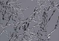 Untitled,&nbsp;artist&nbsp;Alexander&nbsp;Samodurov